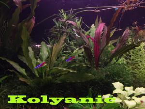 gallery_11527_1458_2361526.jpg