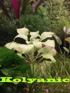 gallery_11527_1458_286355.jpg