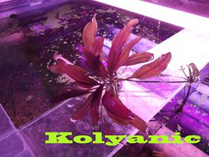 gallery_11527_1458_299228.jpg