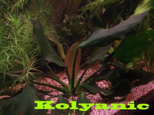 gallery_11527_1458_418999.jpg