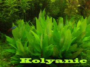 gallery_11527_1458_609997.jpg