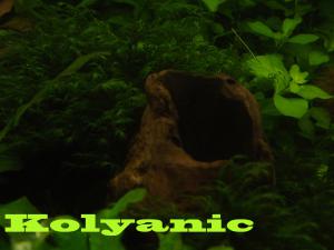 gallery_11527_1458_623833.jpg