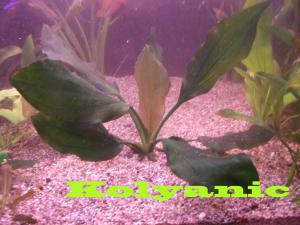 gallery_11527_1458_80918.jpg