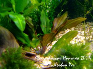 gallery_11527_1458_134788.jpg
