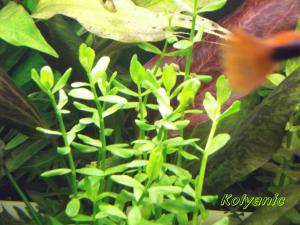 gallery_11527_1458_1684664.jpg