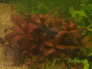 gallery_11527_1458_1979776.jpg