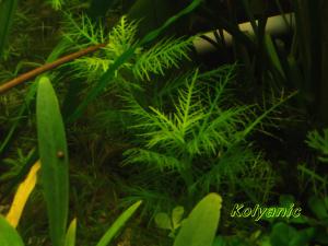 gallery_11527_1458_2078076.jpg
