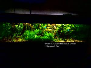 gallery_11527_1458_224633.jpg