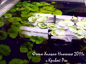 gallery_11527_1458_249245.jpg