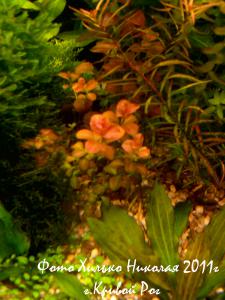 gallery_11527_1458_276560.jpg