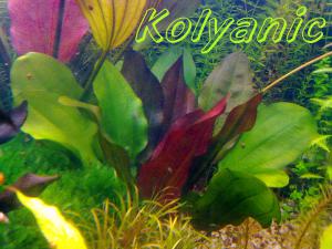 gallery_11527_1458_355479.jpg