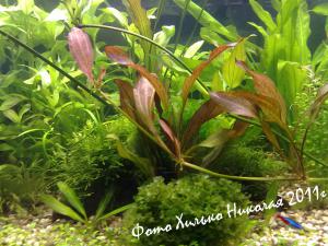gallery_11527_1458_371374.jpg