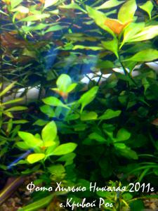 gallery_11527_1458_495711.jpg