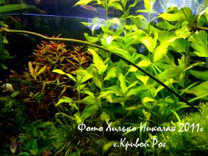 gallery_11527_1458_560771.jpg