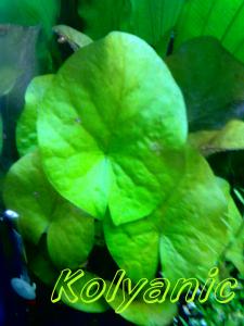 gallery_11527_1458_56589.jpg