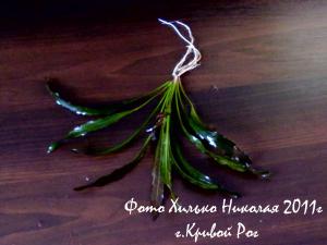 gallery_11527_1458_9840.jpg