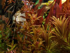 gallery_20096_1392_13138.jpg