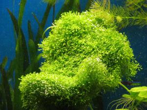 gallery_6297_1462_61939.jpg