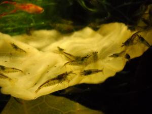 gallery_4735_1473_15570.jpg