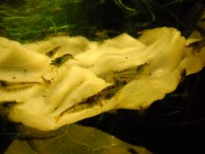 gallery_4735_1473_28555.jpg