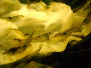gallery_4735_1473_79400.jpg