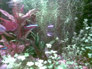 gallery_21130_1480_10072.jpg