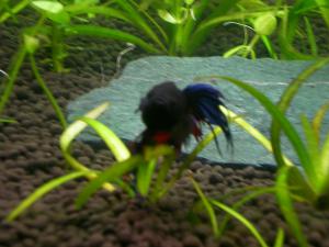 gallery_20403_1485_646876.jpg