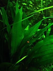 gallery_8305_1490_195367.jpg