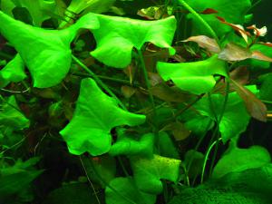 gallery_8305_1490_202367.jpg