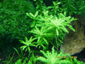 gallery_9962_1413_135157.jpg