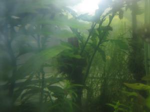 gallery_20417_1273_872731.jpg