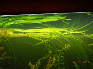 gallery_23505_1511_1456844.jpg