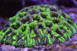 gallery_16074_1533_1336659.jpg