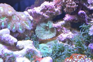 gallery_16074_1533_2086863.jpg