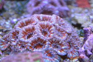 gallery_16074_1533_2801290.jpg