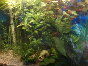 gallery_11300_550_1006012.jpg
