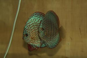 gallery_10148_1546_125894.jpg
