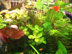 gallery_22416_1560_477816.jpg