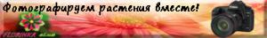 gallery_4819_1139_12014.jpg