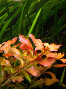 gallery_12620_1573_72252.jpg