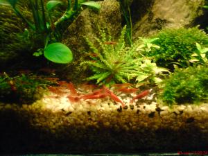 gallery_20942_1475_286772.jpg