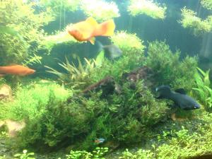 gallery_8502_1049_685782.jpg