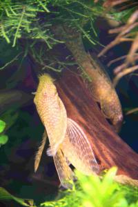 gallery_12580_1597_75588.jpg