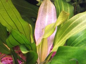 gallery_23050_1476_131714.jpg