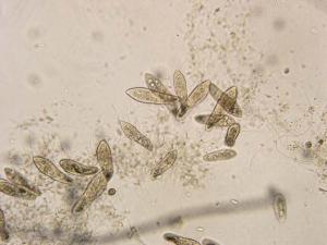 gallery_25134_1640_14013.jpg