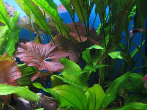 gallery_1419_1103_1973391.jpg