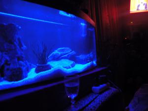 gallery_25409_1668_2523330.jpg