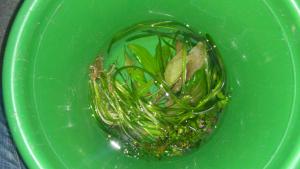gallery_17251_1684_729455.jpg