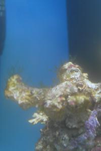 gallery_25333_1669_158424.jpg