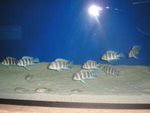 gallery_16982_1693_664864.jpg